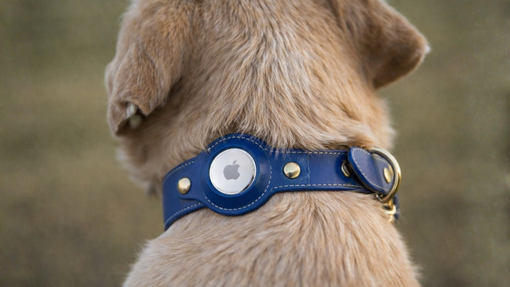 AirTag pour chien : ce que ça fait vraiment et ce que ça ne fait pas