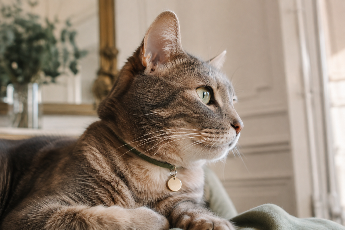 Chat portant un collier avec sa médaille d'identification