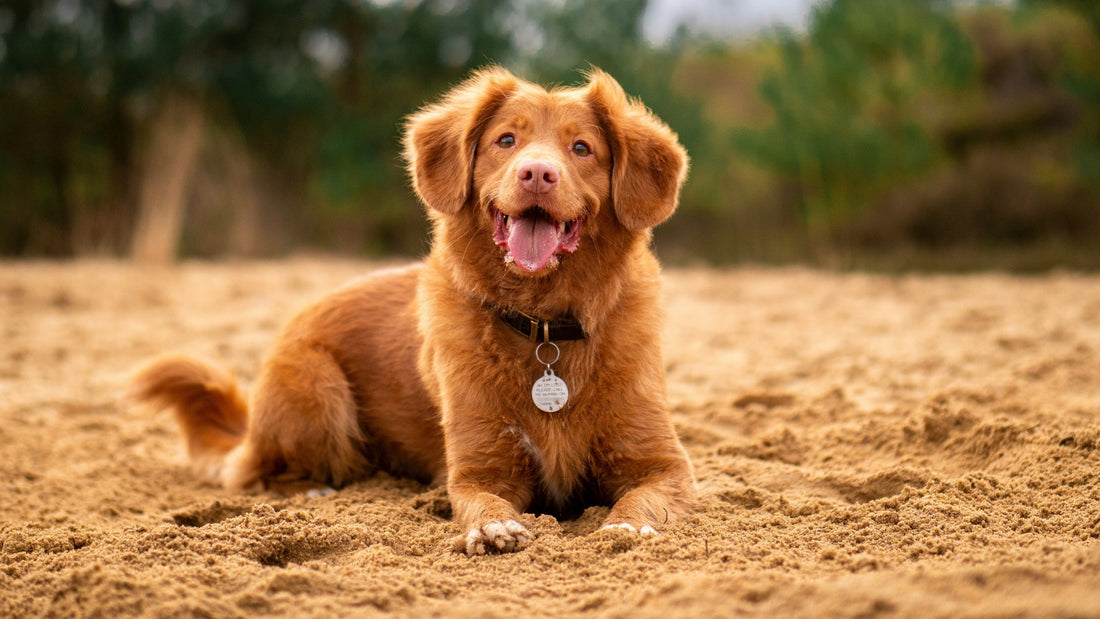 Médaille chien à graver : que faut-il écrire (guide 2026)