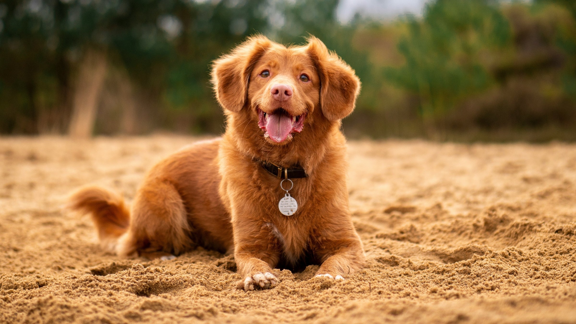 Que faire graver sur la médaille d'un chien : modèles et exemples