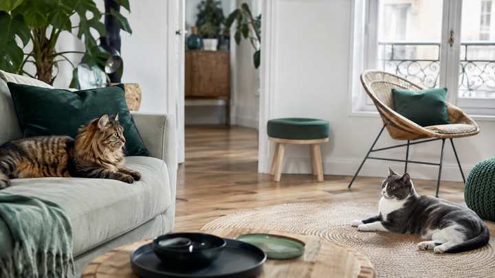 Adopter un deuxième chat : présentation et cohabitation