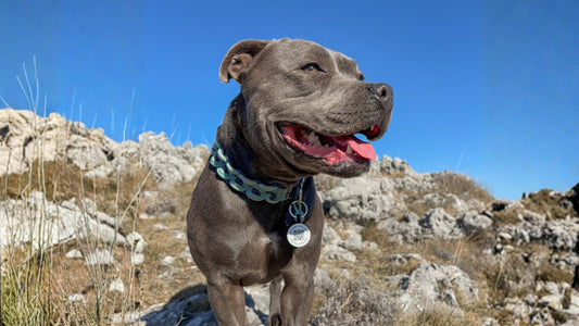 Médaille chien : pourquoi elle est indispensable pour protéger votre chien