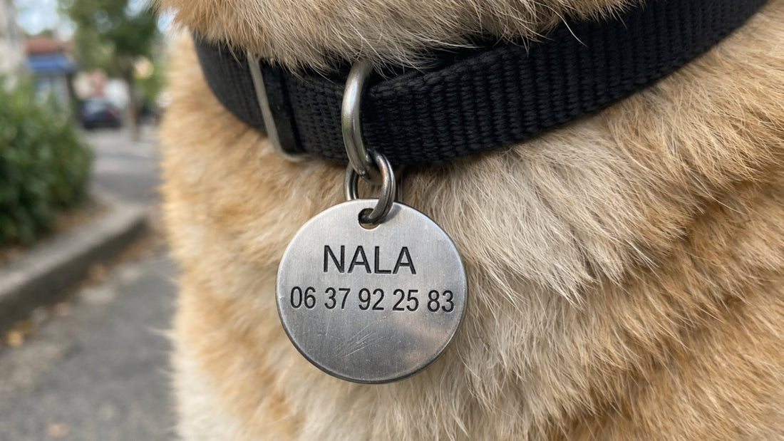 Médaille chien gravée : avantages, limites et meilleure alternative