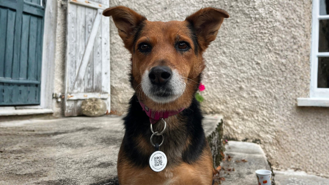 chien portant médaille qr code identification Animoco