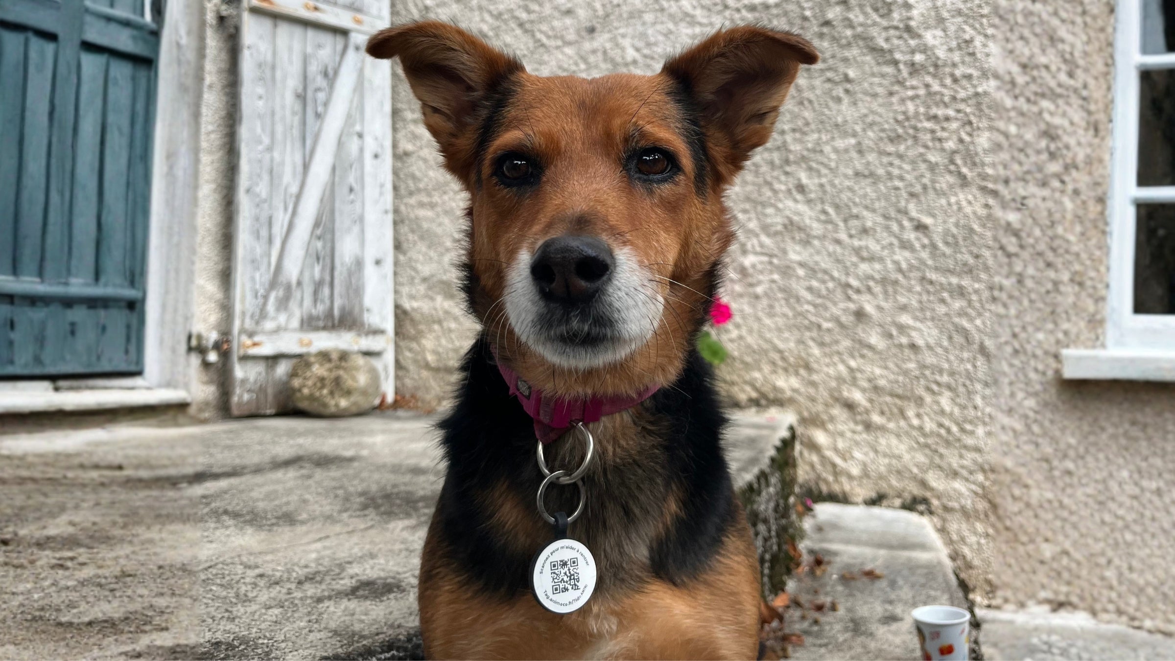 chien portant médaille qr code identification Animoco