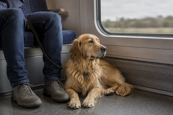 Chien sage couché aux pieds de son maître dans un train