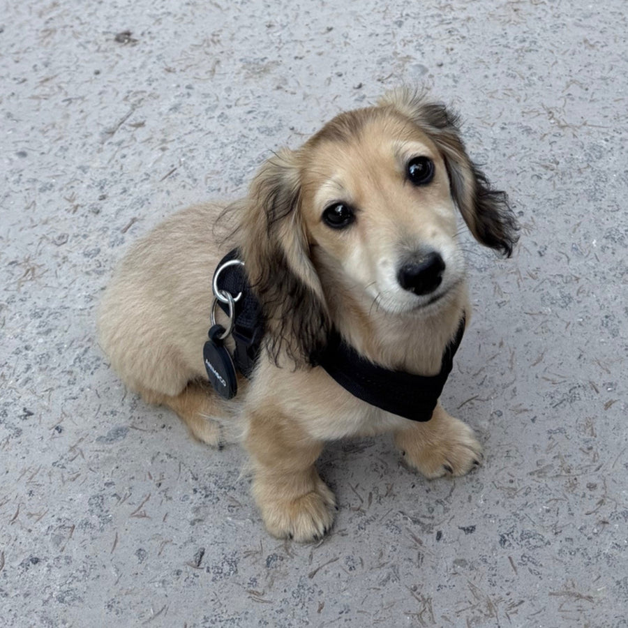 Chien portant sa médaille Animoco à QR code au quotidien