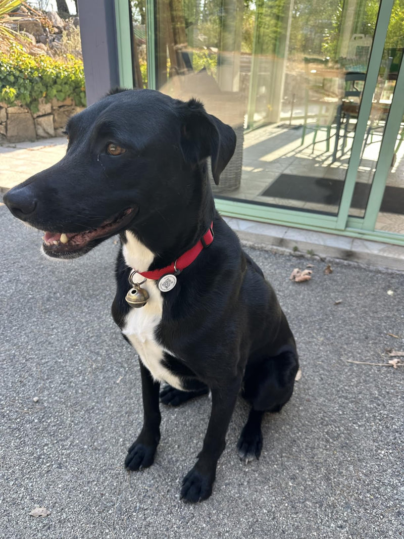 Labrador noir avec sa médaille Animoco