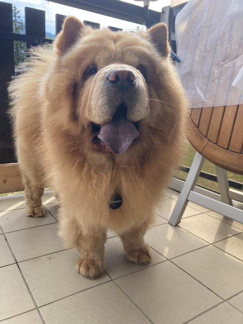 Chow-chow portant sa médaille Animoco