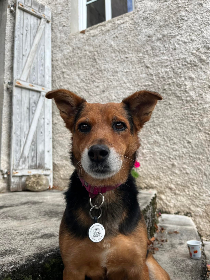 Chien fauve avec sa médaille QR code Animoco