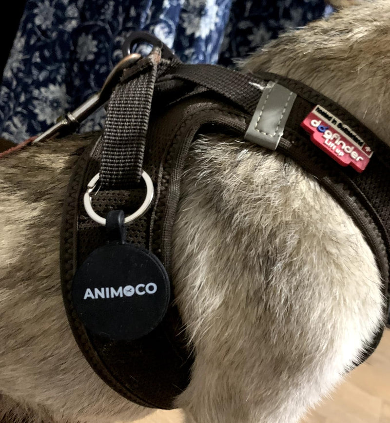 Médaille Animoco sur le harnais d'un chien