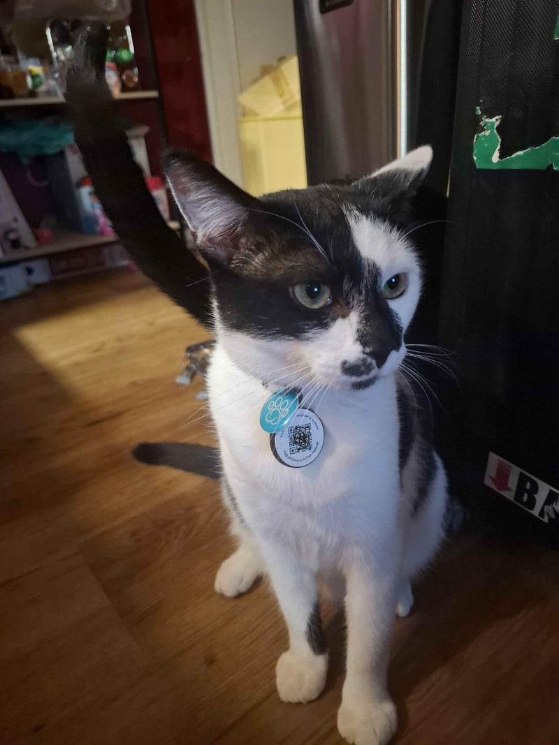 Chat noir et blanc portant sa médaille Animoco
