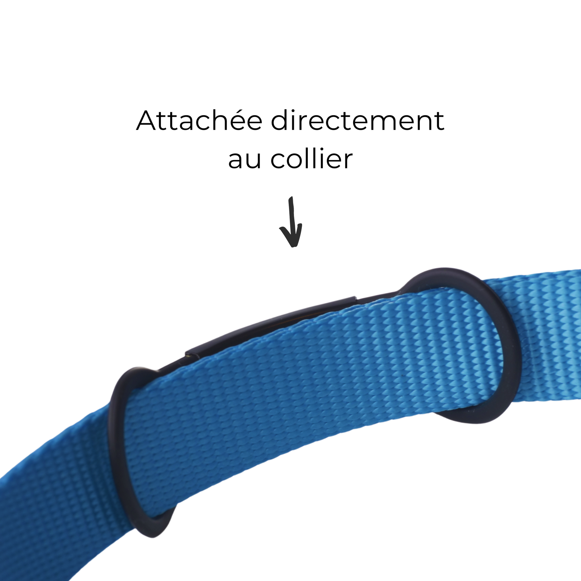 Gros plan sur le collier bleu d'un chien montrant comment la médaille connectée Animoco est directement attachée au collier, assurant sécurité et praticité.