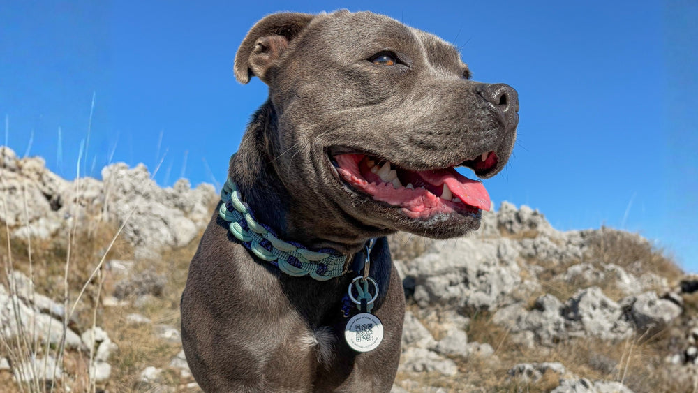 Chien portant sa médaille Animoco au collier