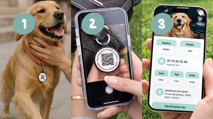 Médaille chien à graver et médaille QR code : protection simple et efficace