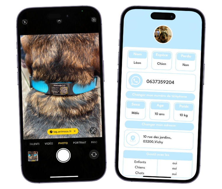 Deux écrans de smartphone montrant la médaille connectée Animoco sur le collier d'un chien et le profil détaillé d'un animal dans l'application Animoco. Cette photo illustre la facilité de scanner le QR code sans application pour accéder aux informations de contact, à l'âge, au poids et aux préférences de l'animal.